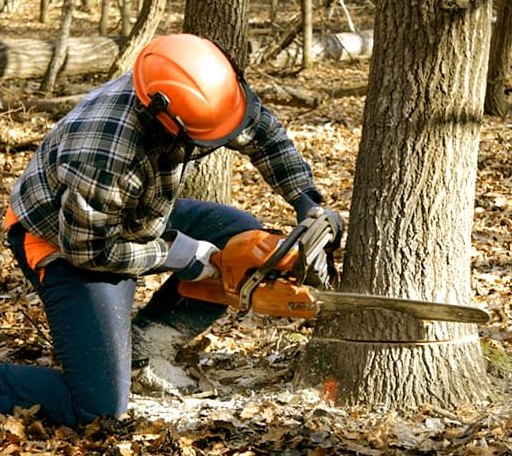 Tree Removal in Rock Creek, OH